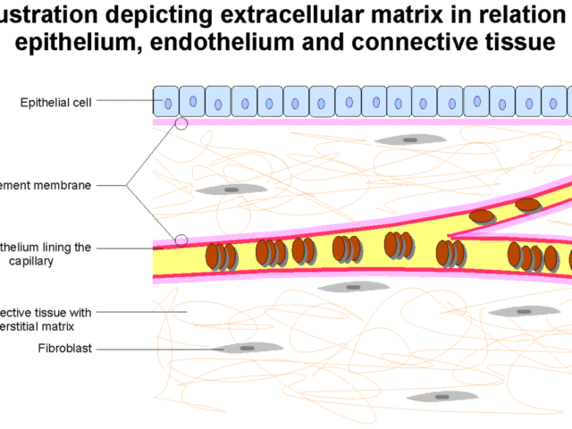 Extracellular Matrix (ECM)
